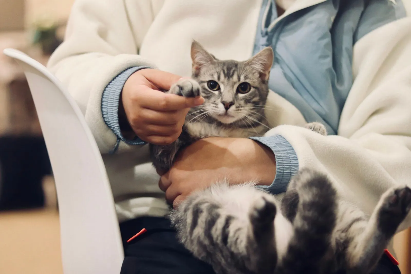 Manos sosteniendo con cuidado a un gatito