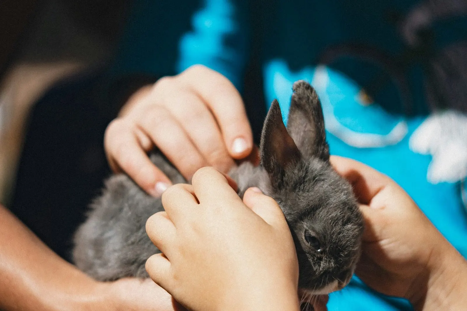 Conejo siendo revisado entre las manos del veterinario