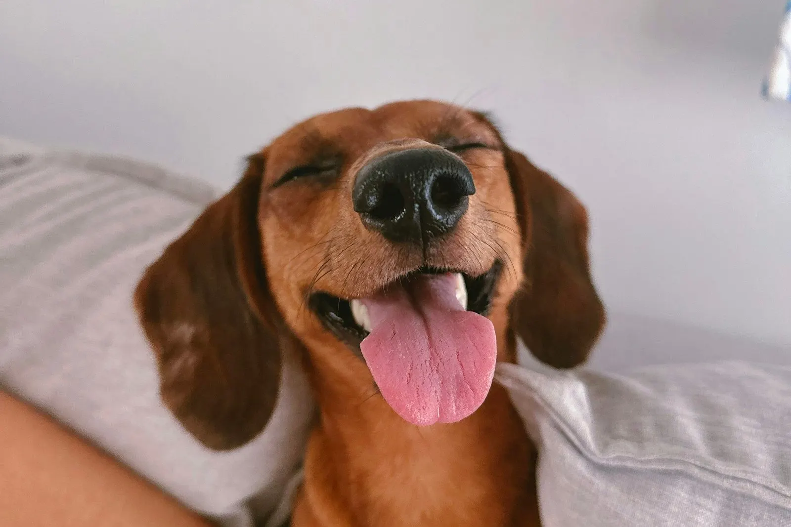 Perro feliz con la lengua afuera