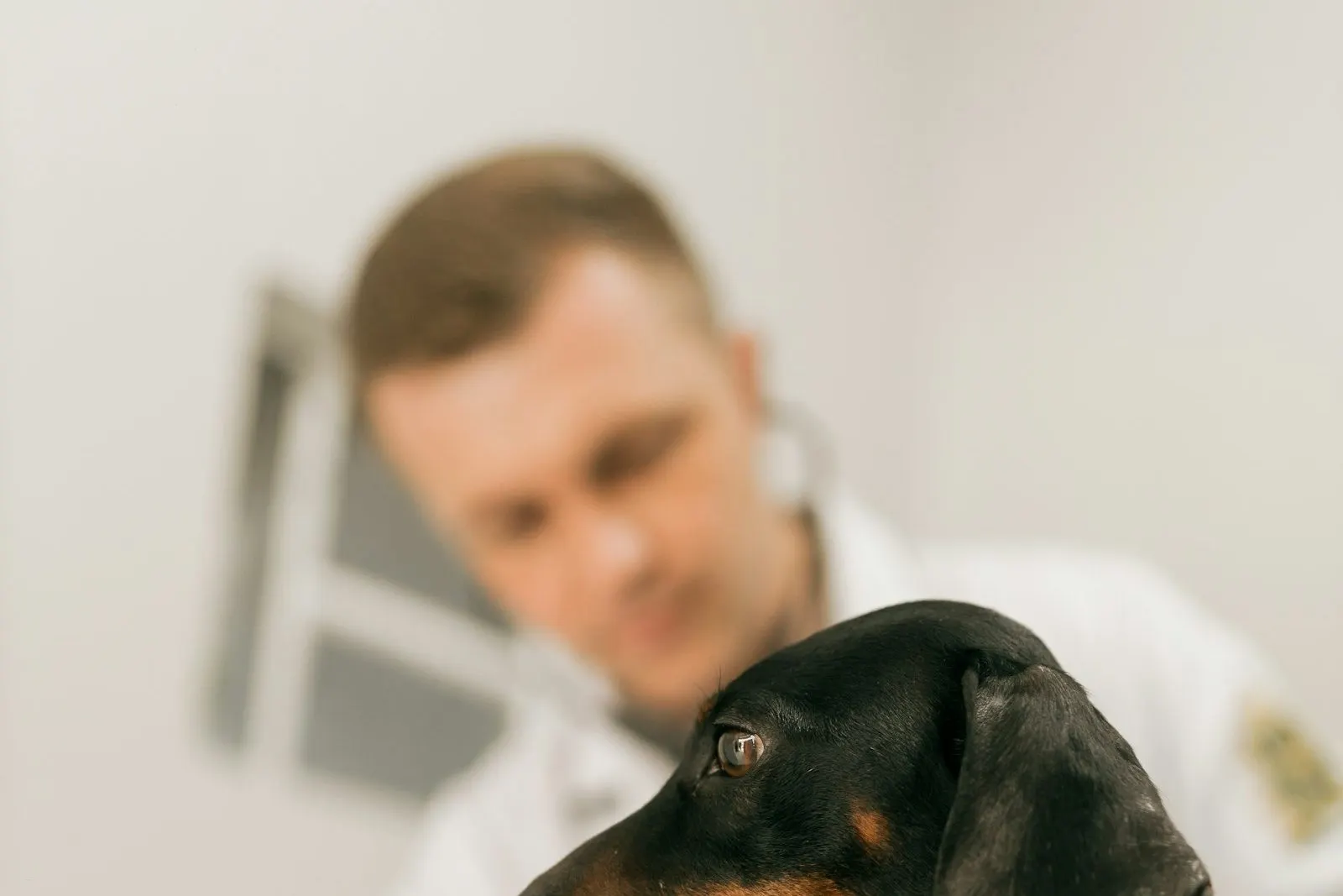Veterinario revisando a un perro en la consulta