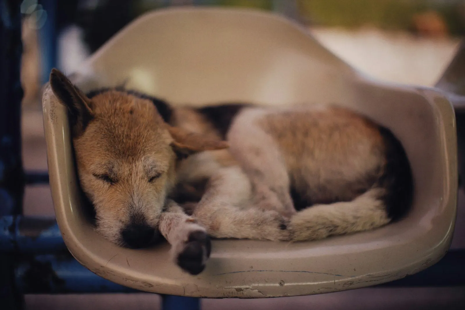Perro y gato descansando juntos en su cama