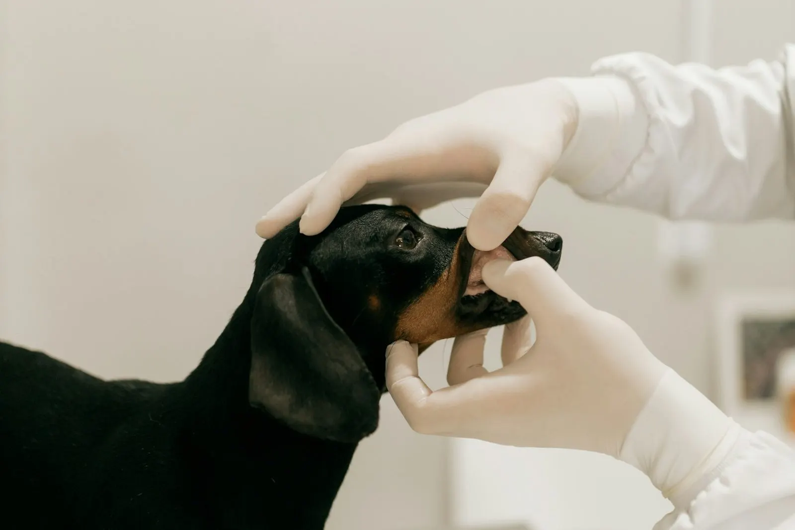 Revisión de la dentadura de un perro durante la consulta