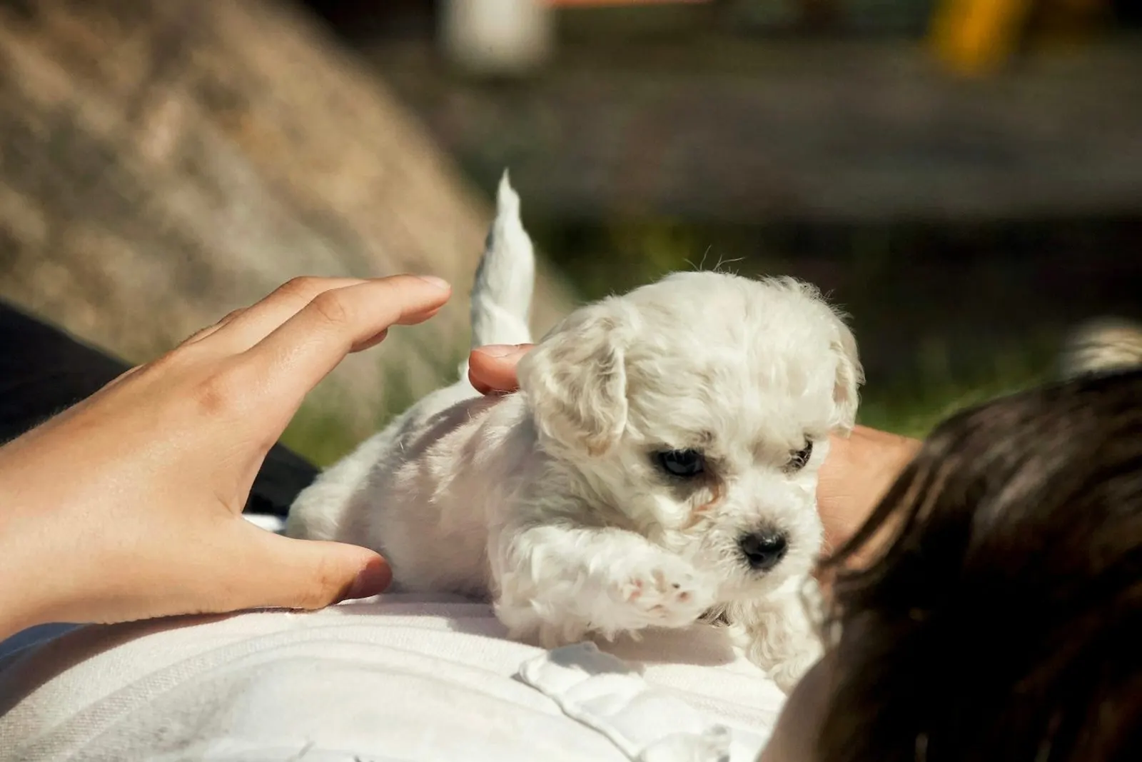Veterinario aplicando una vacuna a un cachorro